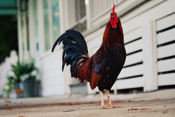 A rooster roams the street in downtown Key West, Florida © zimmytws