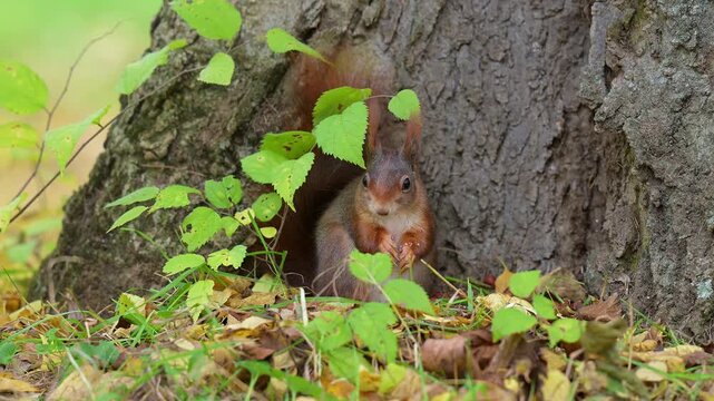 Europ&auml;isches Eichh&ouml;rnchen (Sciurus vulgaris), sitzt an einem Baum und knabbert an einer Nuss