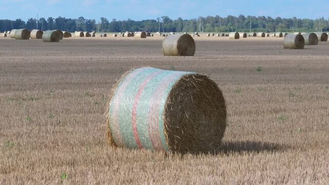 Large round hay bales in a harvested wheat field during a sunny summer day