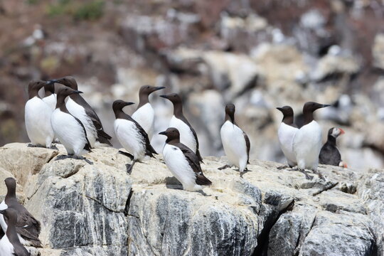 Guillemots nesting on rocky cliffs