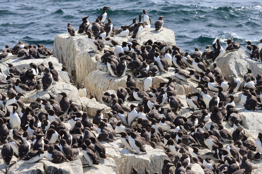 Guillemots nesting on rocky cliffs