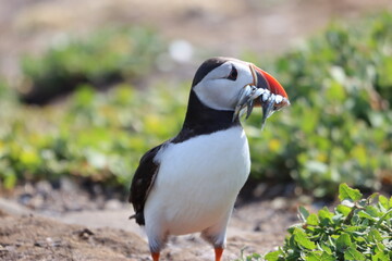 Fototapeta premium Puffin carrying sand eels, Northumberland