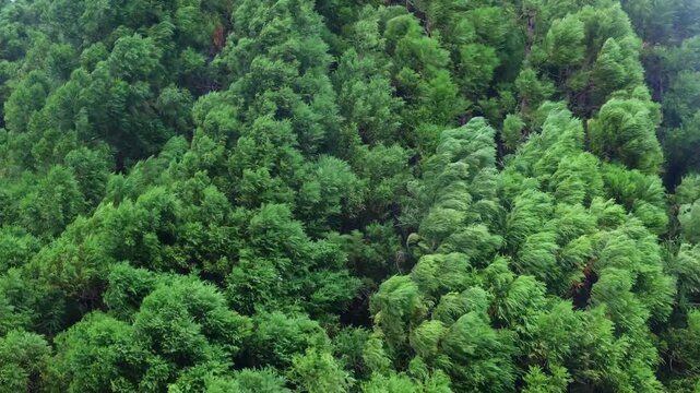Wind stirs the bright canopy of a highland forest on a rainy afternoon, interior Sao Miguel, Azores