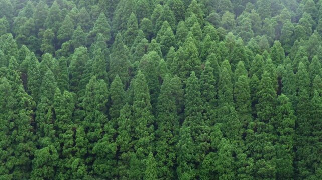 Wide view of dense Japanese cedar forest as low mist gathers, scene setter for documentaries, Sao Miguel, Azores