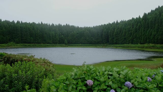 Blue hydrangeas frame Lagoa das Eguas ringed by Japanese cedar, opener for Azores travel content, Sao Miguel