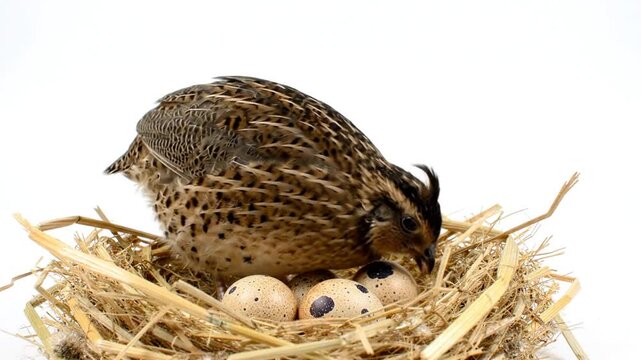 Quail Bird Sitting on Nest with Eggs Gentle Movement