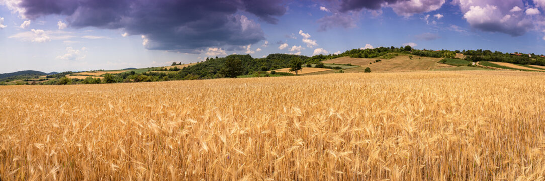 Dense golden wheat ears fill the frame in rich textural detail, rolling hills and dramatic clouds beyond. Harvest concept.