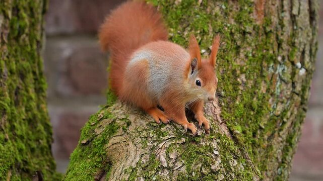 Europ&auml;isches Eichh&ouml;rnchen (Sciurus vulgaris), sitzt auf einem Baum und beobachtet seine Umgebung