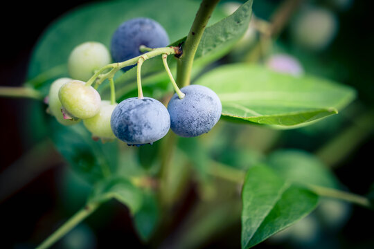 Blaubeeren Vaccinium myrtillus aus dem eigenen Garten