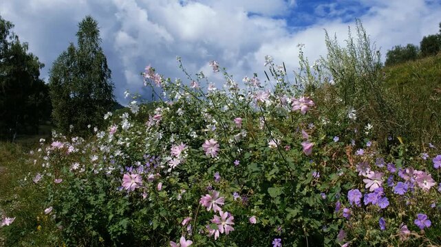 Video of Altai meadow with wild mallow flowers. Natural mountain floral background.