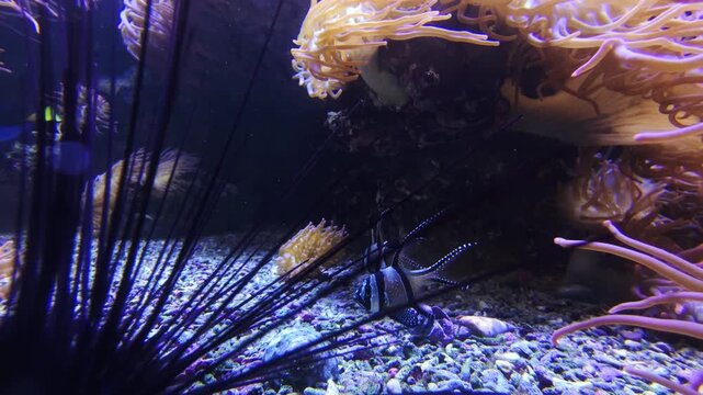 Clownfish Swimming Near Sea Urchin Spines and Anemone, Underwater Close Up