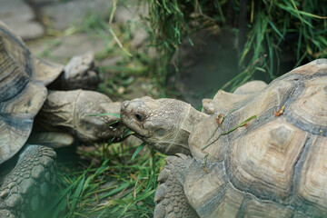 turtle on a rock  © Hanif