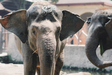elephant in the zoo © Hanif