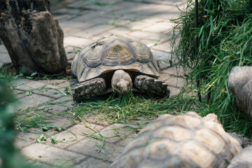 turtle eating grass © Hanif