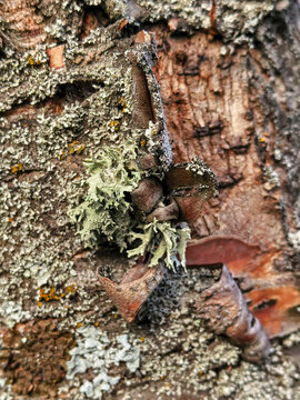 Peeling Tree Bark Covered With Gray Green Lichen
