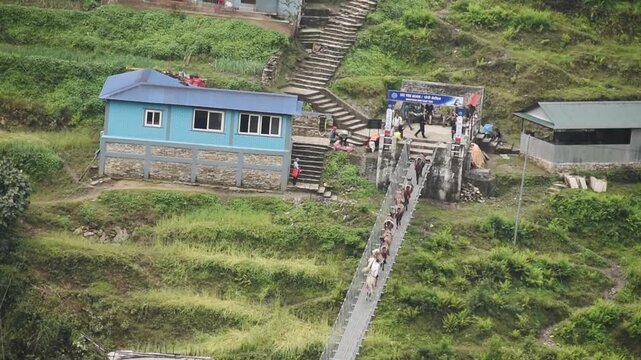 Mule train crossing the Jhinu Danda suspension bridge above green terraces, Annapurna region, Nepal