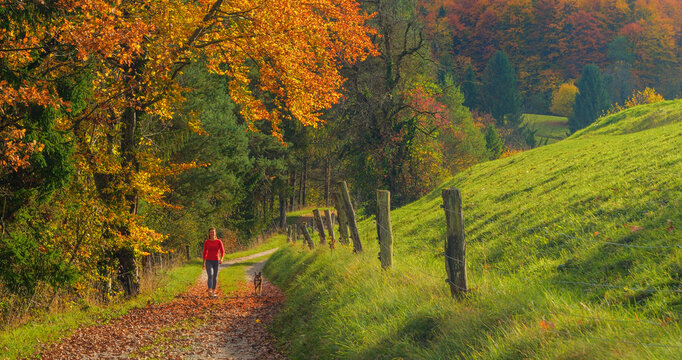 Cheerful woman walks toward the camera with her obedient dog on a country path strewn with autumn leaves. Walking with a pet past bright green pasture and glowing orange woodland in rural Slovenia.
