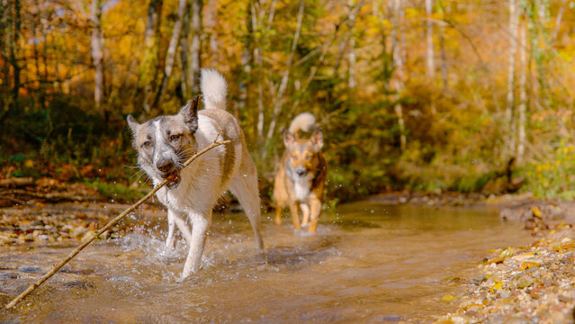 DOF: Two mixed breed dogs wade through shallow forest stream on sunny autumn day, splashing water as one lifts wooden branch from the creek. Wet furry companions having fun amidst warm fall colours.