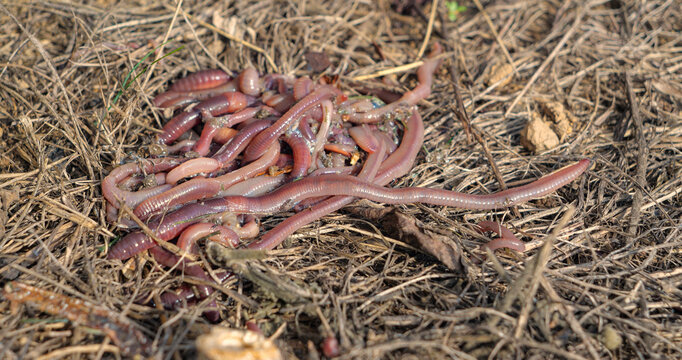 CLOSE UP: Cluster of pink earthworms wriggles across dry mulch and plant debris in garden. Worms with segmented bodies and important role in decomposition, soil fertility and natural nutrient cycle.