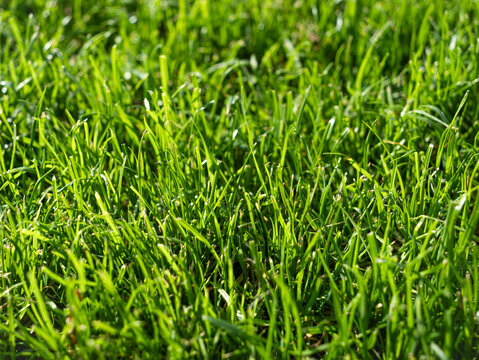 CLOSE UP, DOF: Fresh and vibrant green garden lawn illuminated by bright autumn sunlight. Detailed and abstract view of individual grass blades sprawling lushly across the backyard in fall season.