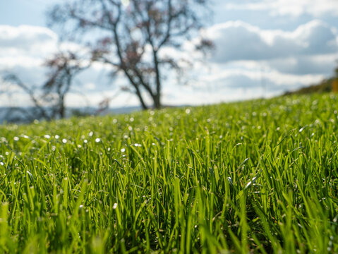 LOW ANGLE VIEW, CLOSE UP, DOF: Fresh lush green grass on a sunny autumn hillside. Bare tree and soft clouds blur into the background, while trimmed blades in the foreground stayed crisp and detailed.