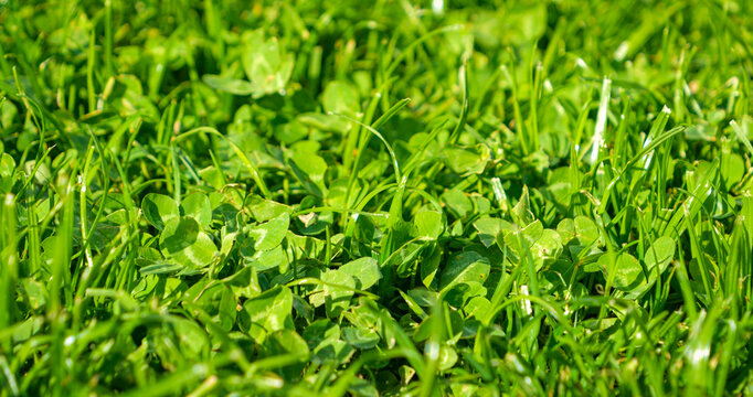 CLOSE UP, DOF: Vibrant green clover leaves growing among freshly cut grass in bright sunlight. Dense lawn texture of mixed vegetation sprawling lushly across the countryside garden in autumn season.