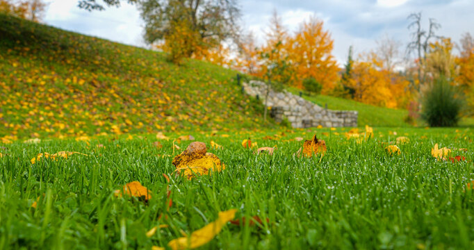 CLOSE UP, DOF: Wet green grass scattered with yellow autumn leaves and sparkling raindrops. A stone wall and colourful hillside remain softly blurred in the background. Beautiful garden in October.