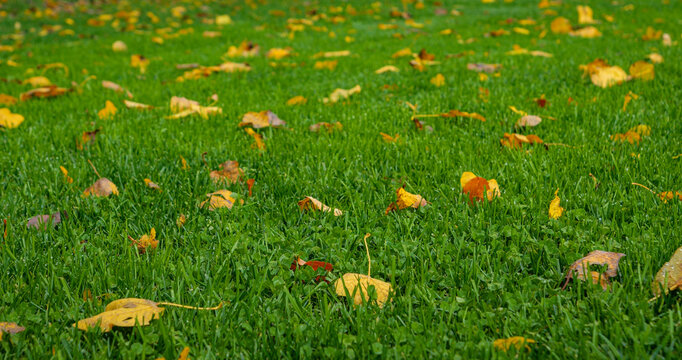 CLOSE UP, DOF: Colorful yellow, orange, and brown autumn leaves are scattered across lush green grass after rain. In October, the country garden is covered with a seasonal carpet of fallen foliage.