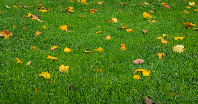 CLOSE UP, DOF: Vibrant yellow and orange fallen leaves rest among fresh green grass and clover after autumn rainfall. Colourful seasonal background in a landscaped country garden on rainy October day.