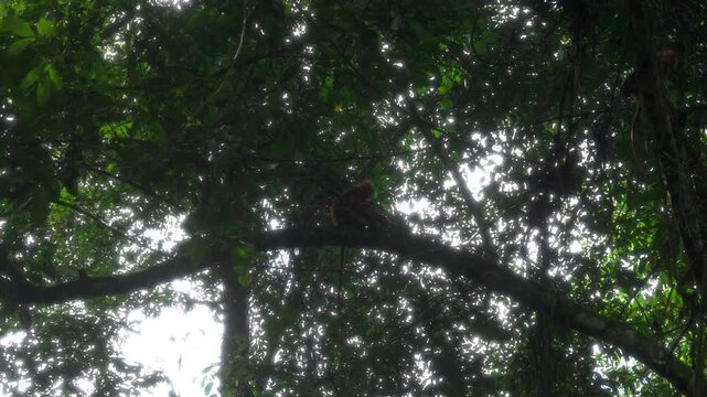 Three red leaf monkeys move through the rainforest canopy as one runs along a branch and jumps across the tree while another remains seated.