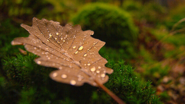 CLOSE UP, DOF: Fallen brown oak leaf covered in raindrops resting on soft green moss in the forest. Moist textures and vibrant earthy autumn tones in a peaceful woodland scene full of seasonal detail.