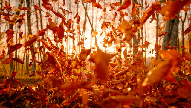 LENS FLARE, CLOSE UP: Burst of wind sends autumn leaves swirling through bright golden sunlight in the forest. Dreamy seasonal moment full of movement, warmth and fall atmosphere in evening light.
