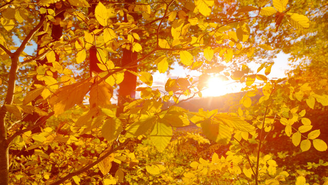 LENS FLARE, CLOSE UP: Sunlight filters through bright yellow autumn leaves and slender branches at the edge of the forest. Glowing foliage and the peaceful beauty of fall season in the countryside.