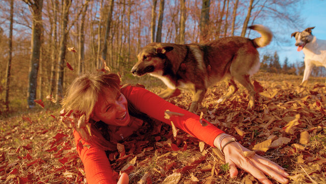 CLOSE UP: Cheerful woman rolls on the forest floor among dry autumn leaves while two energetic mixed breed dogs stay close beside her. Flying foliage, warm seasonal colors and genuine laughter in fall