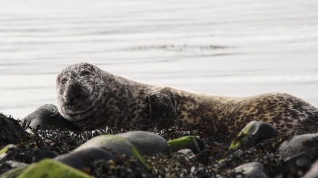 Static close-up of harbour seal resting with eyes closed on seaweed-covered rocks, Ytri Tunga, Snaefellsnes Peninsula