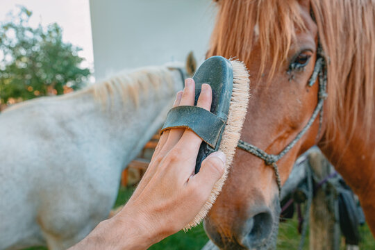 Hand holding grooming brush in front of chestnut horse with halter at stable.