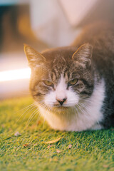Tabby cat resting on green grass in sunlight © Yukang