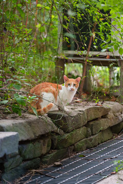 Cute ginger and white cat sitting on stone wall in green nature