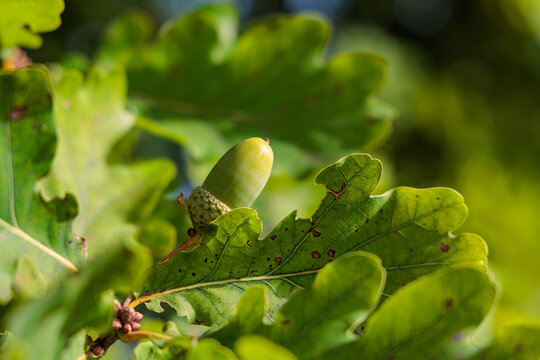 Macro close up of single green unripe acorn growing on oak tree branch among sunlit green leaves, forest ecosystem and nature concept