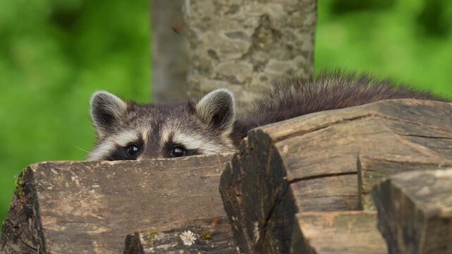 Washb&auml;r (Procyon lotor), der hinter einem Holzscheit sitzend seine Umgebeung beobachtet