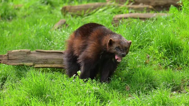 Vielfra&szlig; (Gulo gulo), der auf  auf einer Wiese heruml&auml;uft