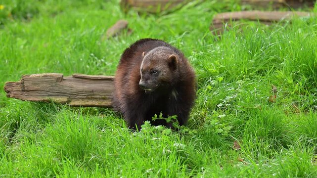 Vielfra&szlig; (Gulo gulo), der sich auf einer Wiese hinlegt