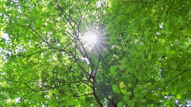 緑の木々の隙間から差し込む眩しい太陽の光と木漏れ日

タグ50件