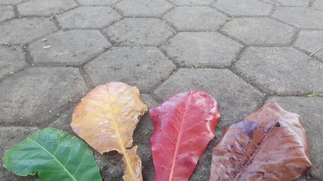 Colorful fallen leaves of Terminalia catappa showing autumn color transition from gree, yellow, red to brown on concrete bacground.
high-quality horizon 4K resolution