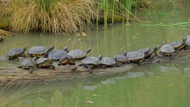 Rotwangen Schmuckschildkr&ouml;te (Trachemys scripta elegans), mehrere Schildkr&ouml;ten, die sich hintereinander auf einem treibenden Holsstamm sonnen