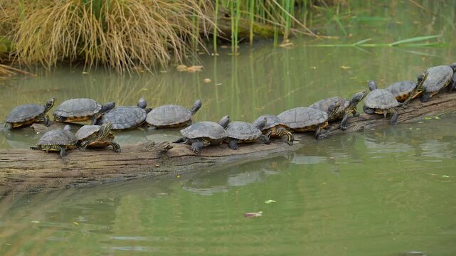 Rotwangen Schmuckschildkr&ouml;te (Trachemys scripta elegans), mehrere Schildkr&ouml;ten, die sich hintereinander auf einem treibenden Holsstamm sonnen