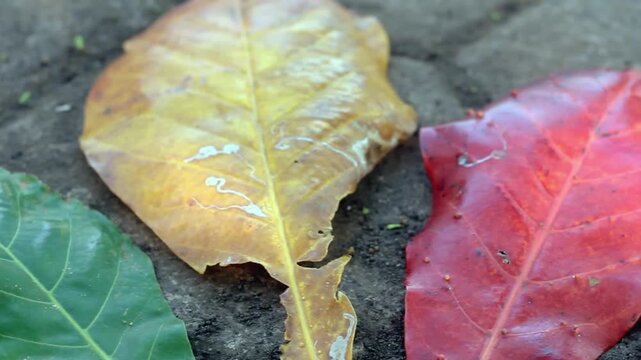 Close-up of colorful fallen leaves of Terminalia catappa showing autumn color transition from green, yellow, red to brown on concrete background.