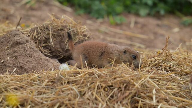 Schwarzschwanz-Pr&auml;riehund (Cynomy ludovicianus), erkundet aufmerksam seine Umgebung