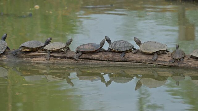 Rotwangen Schmuckschildkr&ouml;te (Trachemys scripta elegans), mehrere Schildkr&ouml;ten, die sich hintereinander auf einem treibenden Holsstamm sonnen