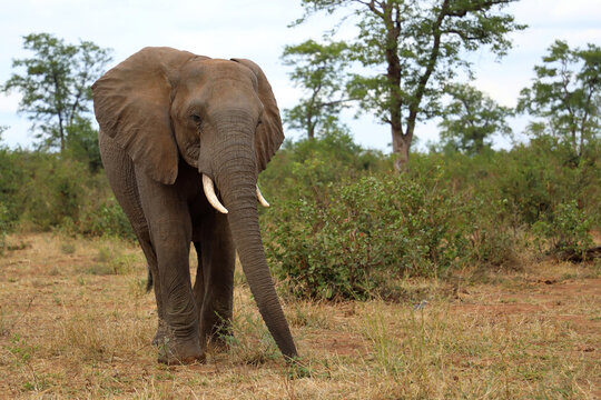 Afrikanischer Elefant / African elephant / Loxodonta africana